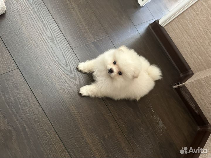 Померанский шпиц