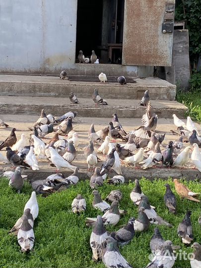 Голуби домашние