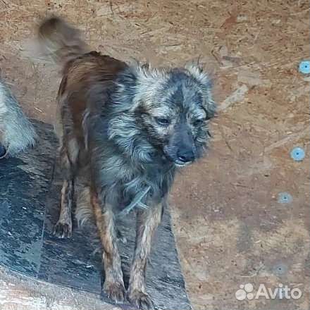 Мелкий кобелек