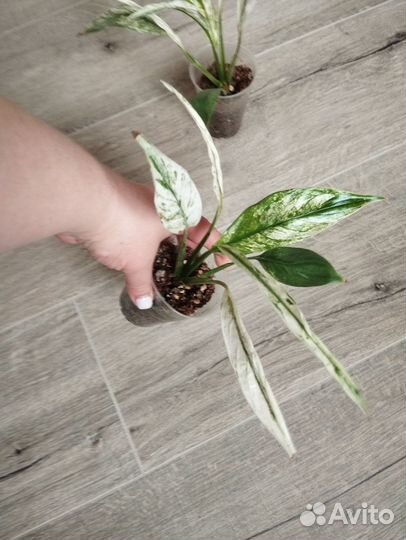 Спатифиллум