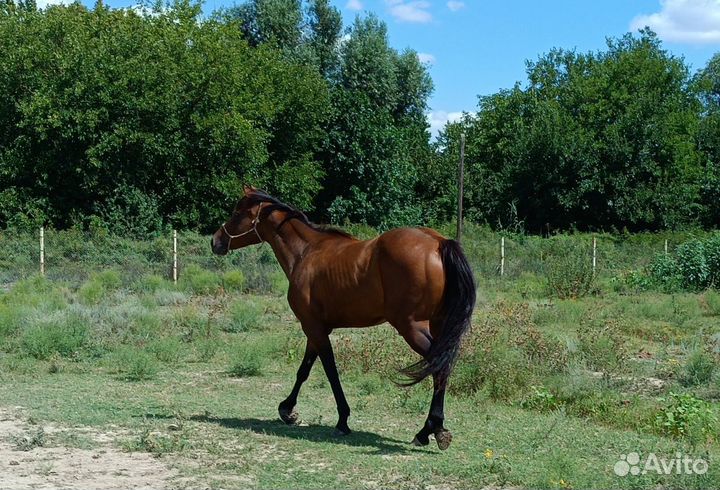Чистокровные верховые