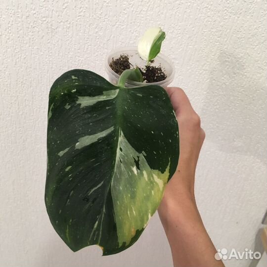 Филодендрон Вайт Визард (White Wizard)