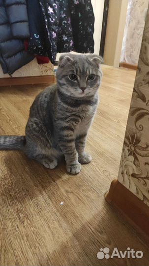 Кот вислоухий