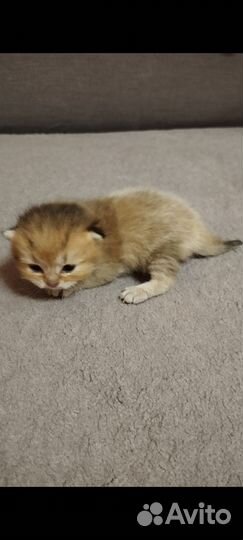 Мальчик красавчик