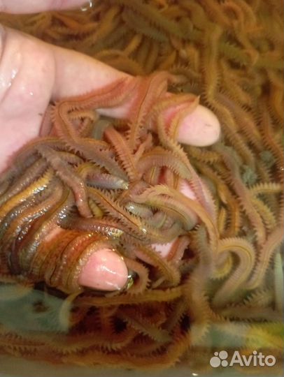 Червь нериес