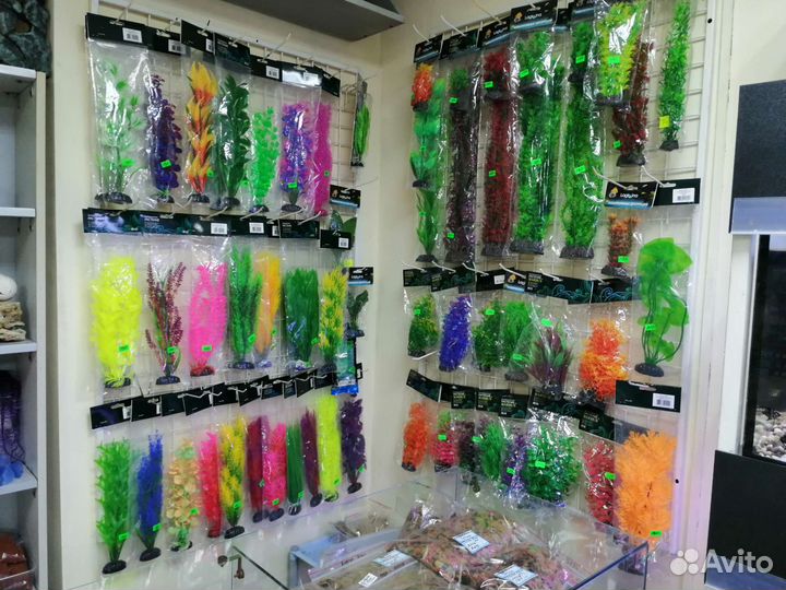 Аквариумный мир магазина Орнатус