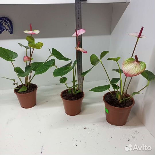 Антуриум Амалия Элеганс