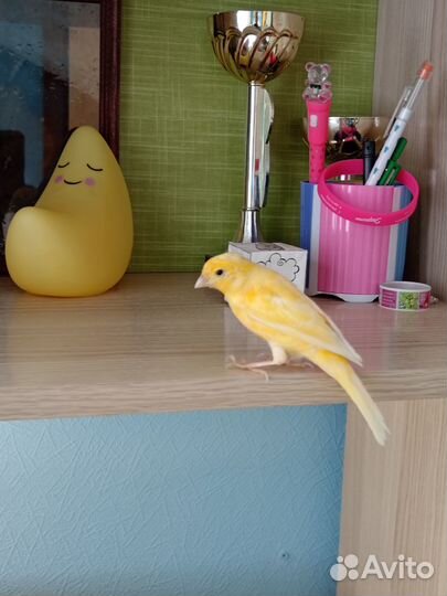 Канарейки певчие птицы