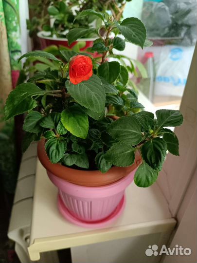 Цветы домашние в горшках