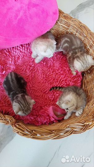 Шотландские вислоухие и прямоухие котята