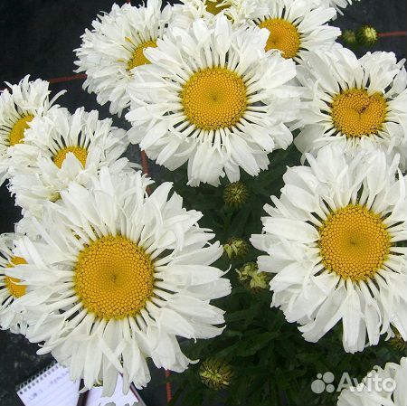 Ромашка Реал нит