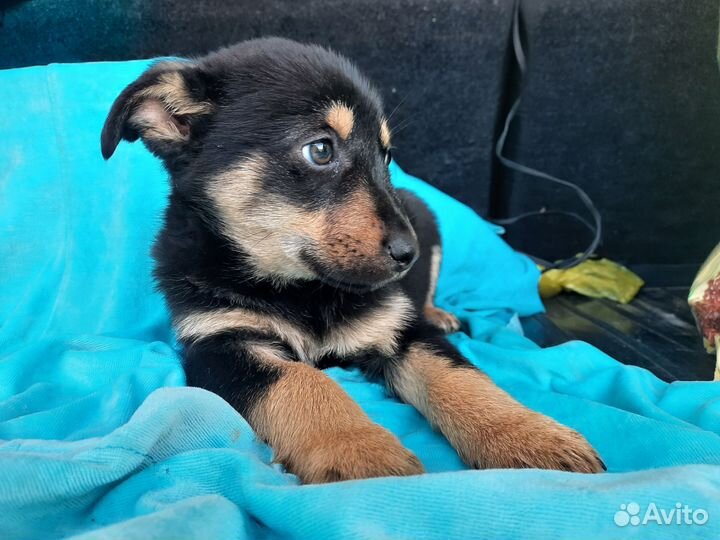 Щенок в добрые руки бесплатно