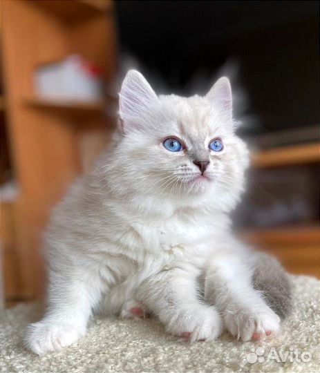 Невский маскарадный котик