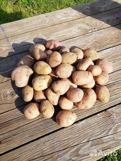 Продам домашний картофель