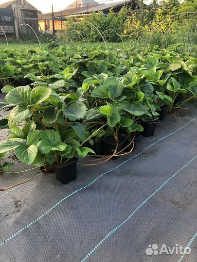 Рассада клубники (Земляники садовой)