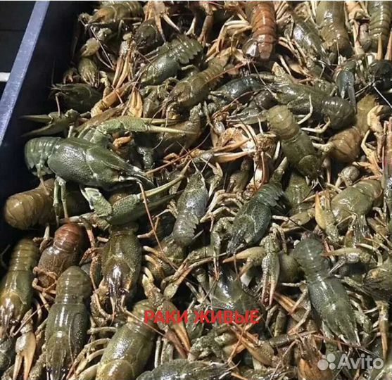 Живые раки, мидии, креветка