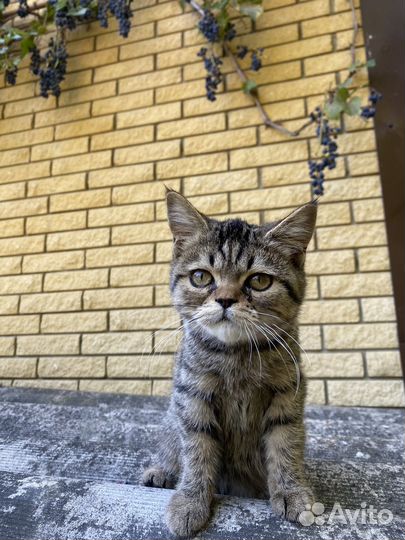 Кошка в добрые руки