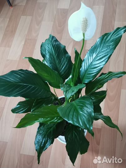 Спатифиллум