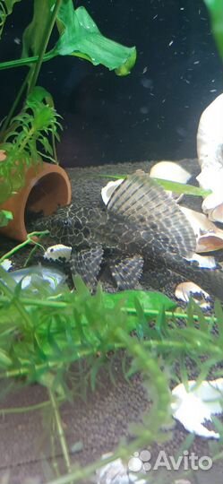 Птероглихт