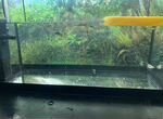 Аквариумные рыбки гуппи