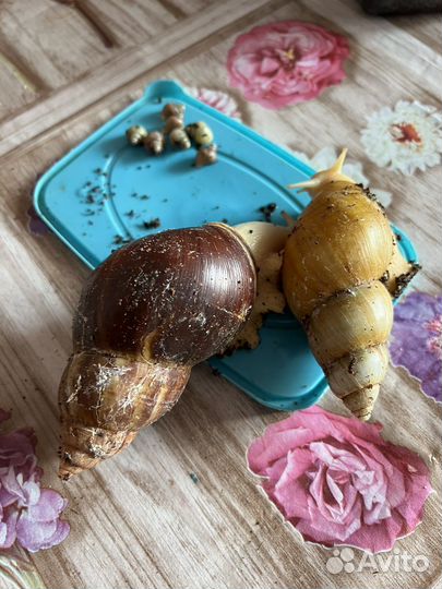 Улитки ахатины