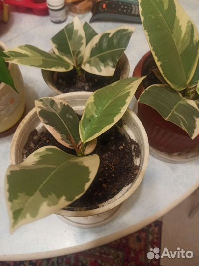 Фикусы сортовые