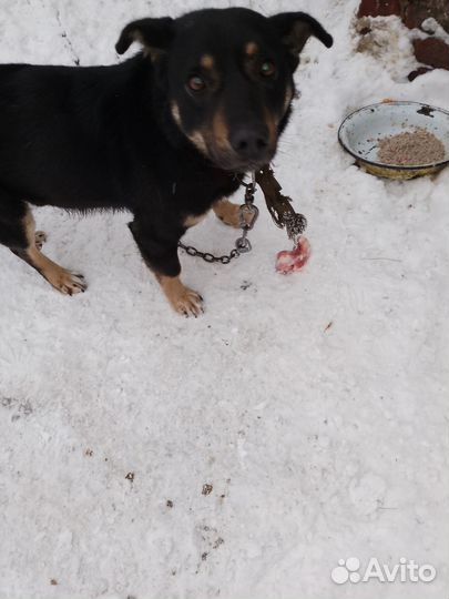 Собака в добрые руки