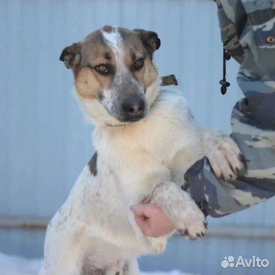 Собака в добрые руки отдам бесплатно