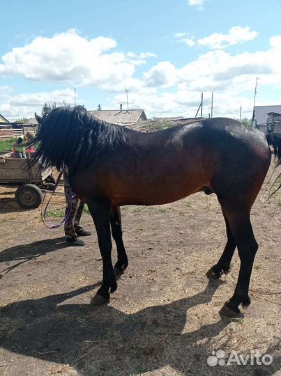 Жеребец орловский рысак