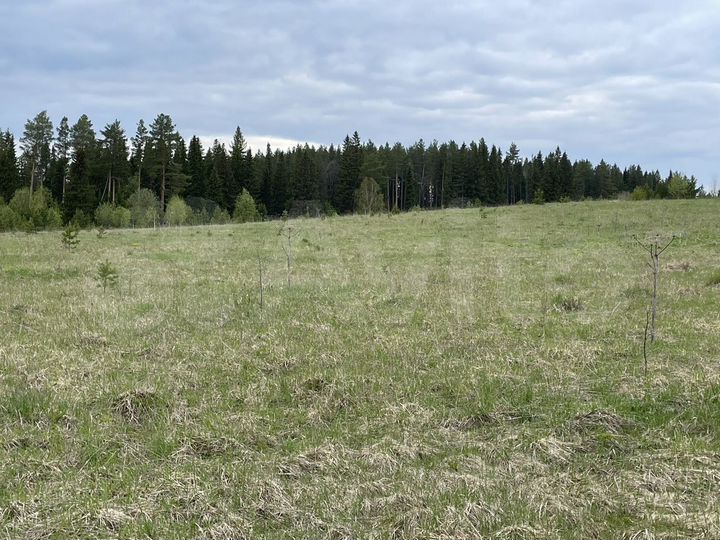 Участок 4,2 га (СНТ, ДНП)