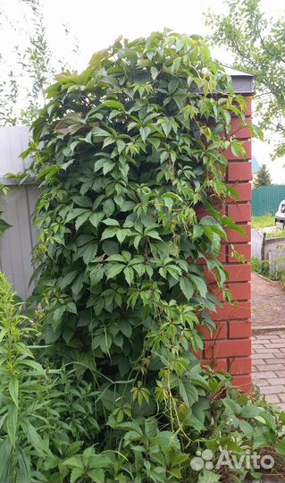 Девичий виноград Многолетник лиана