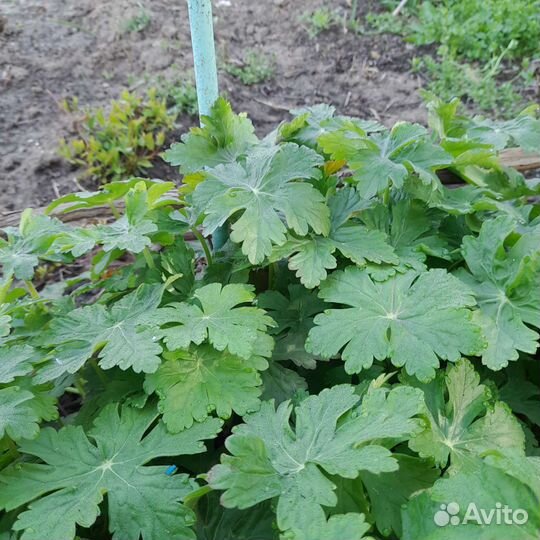 Герань садовая зимостойкая