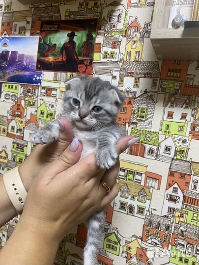 Котята шотландцы