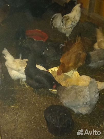 Инкубационное яйцо