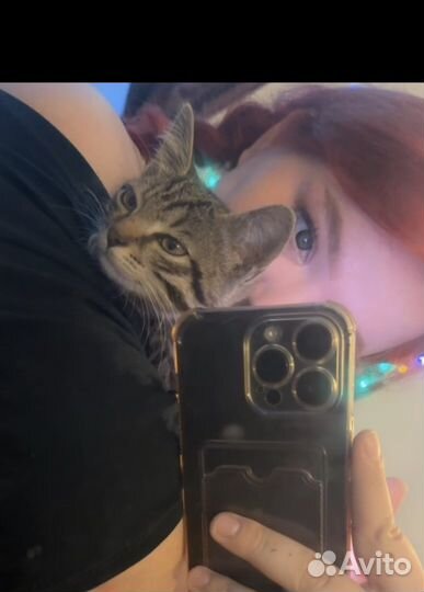Нашли котенка