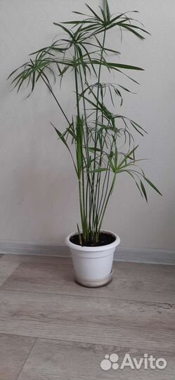 Циперус папирус