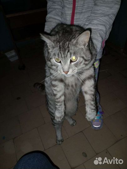 Молодой котик в добрые руки