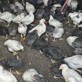 Цыплята суточные несушки