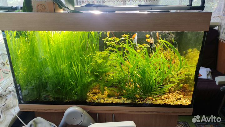 Аквариум 250 литров с тумбой