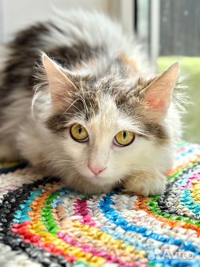 Кошка Гаврюша в добрые руки ищет дом