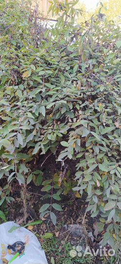 Куст жимолости