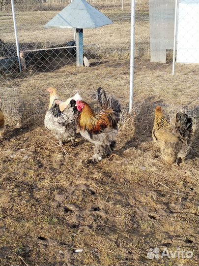 Инкубационное яйцо кур брама