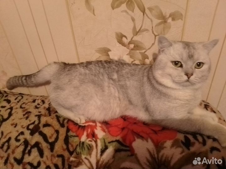 Темпераментный серебристый жених