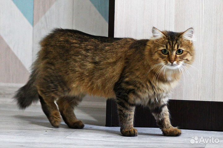 Кошка ищет дом