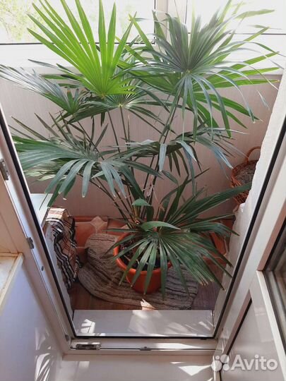 Веерная Пальма Вашингтония и др. Растения и цветы