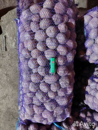 Картофель семенной