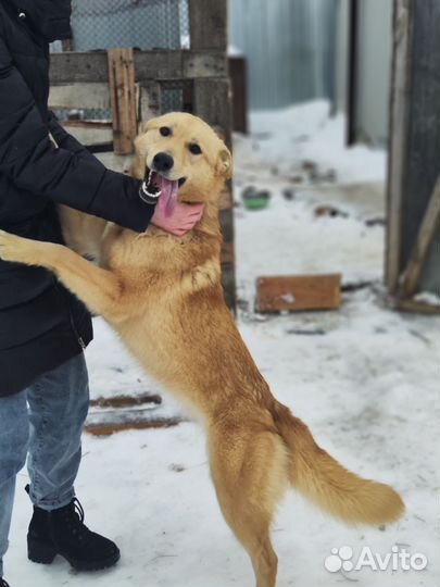Ретривер фенотип