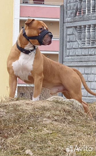 Собака мальчик