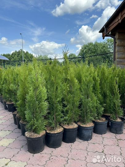 Туя смарагд