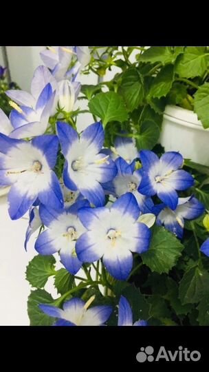 Кампанулы (жених невеста, любовник )